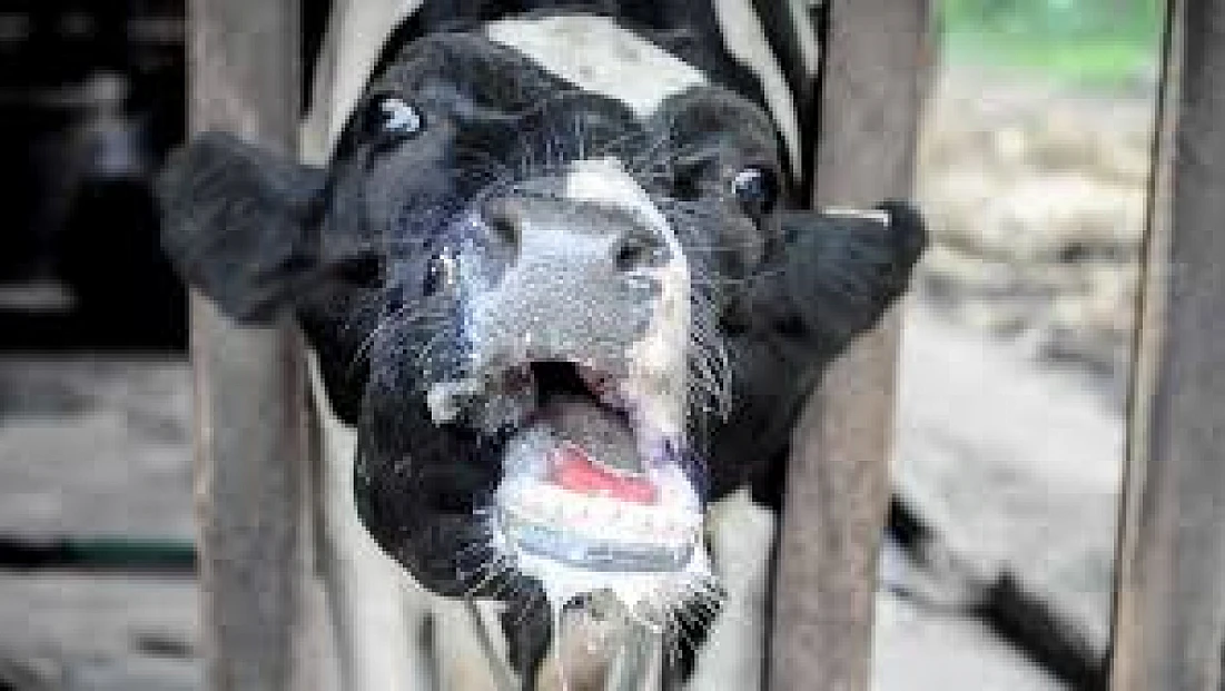 11 Mahalle karantinaya alındı