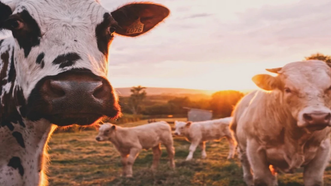Ankara’dan sonra Bolu’da da görüldü: Deli dana alarmı!