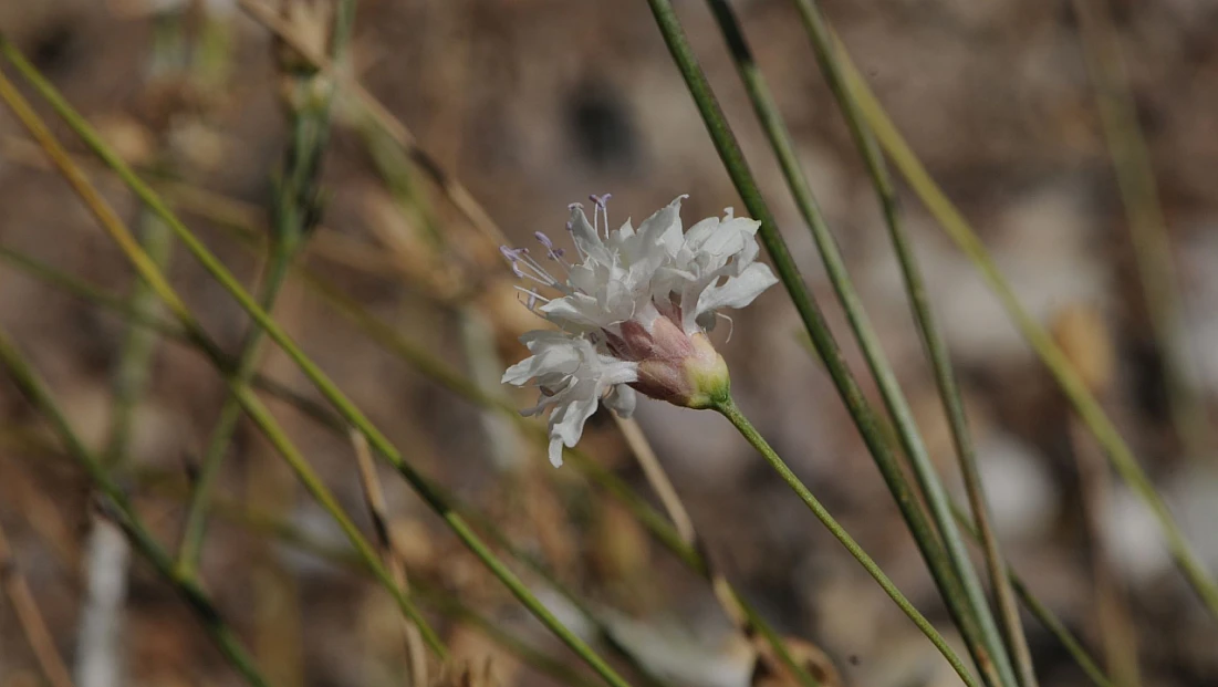 Denizli Çameli’den bilim dünyasına yeni bir bitki türü: Cephalaria cameliensis