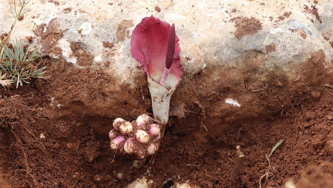 Karaman yılanpancarı bilim dünyasına tanıtıldı
