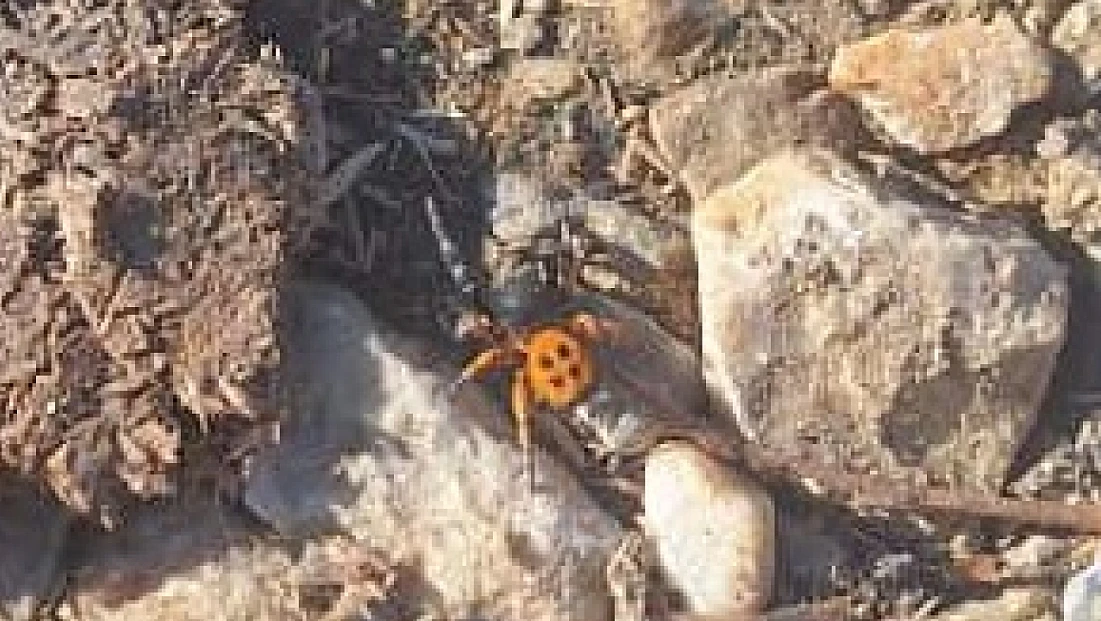 Ödemiş Bozdağ’da nadir 'Uğur Böceği Örümceği' gözlendi