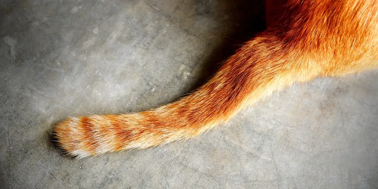 Kediniz sizinle konuşuyor: Beden diliyle size ne anlatmak istiyor?