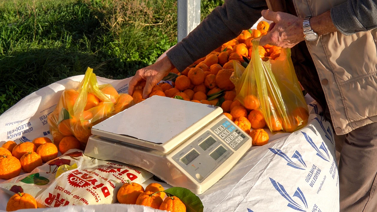 Güzelbahçe'de güven esaslı satış m: 'Mandalinanı Tart, Parasını Kutusuna At' uygulaması başladı