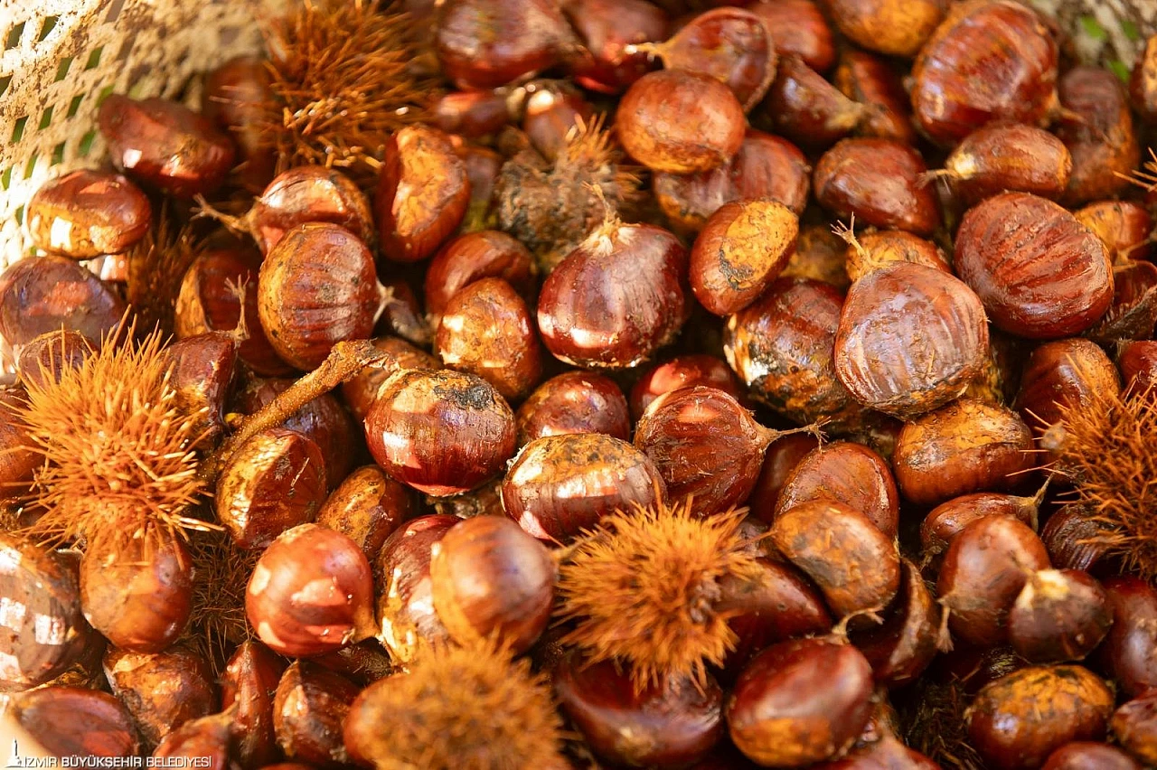 Başkan Tugay Beydağ'da kestane üreticileriyle buluştu