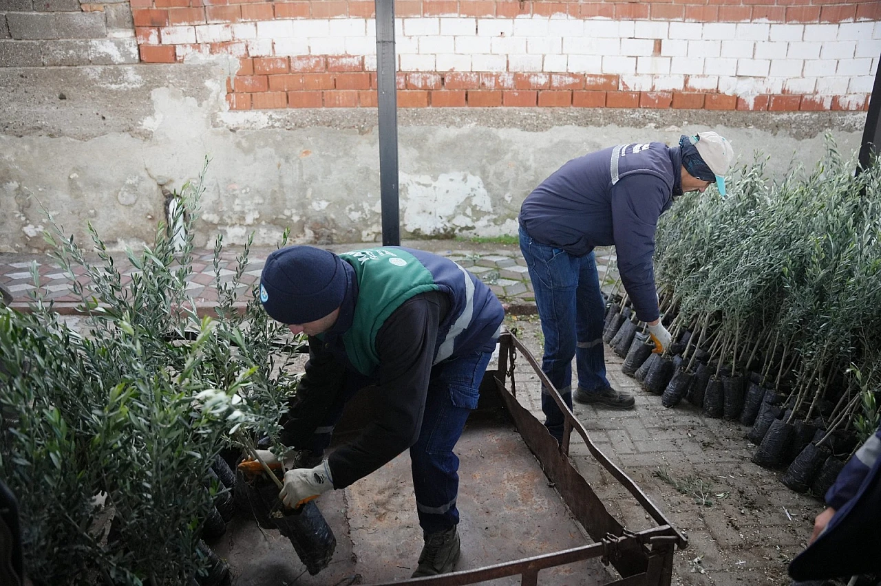 Büyükşehir'den doğal afet mağduru üreticilere fidan desteği