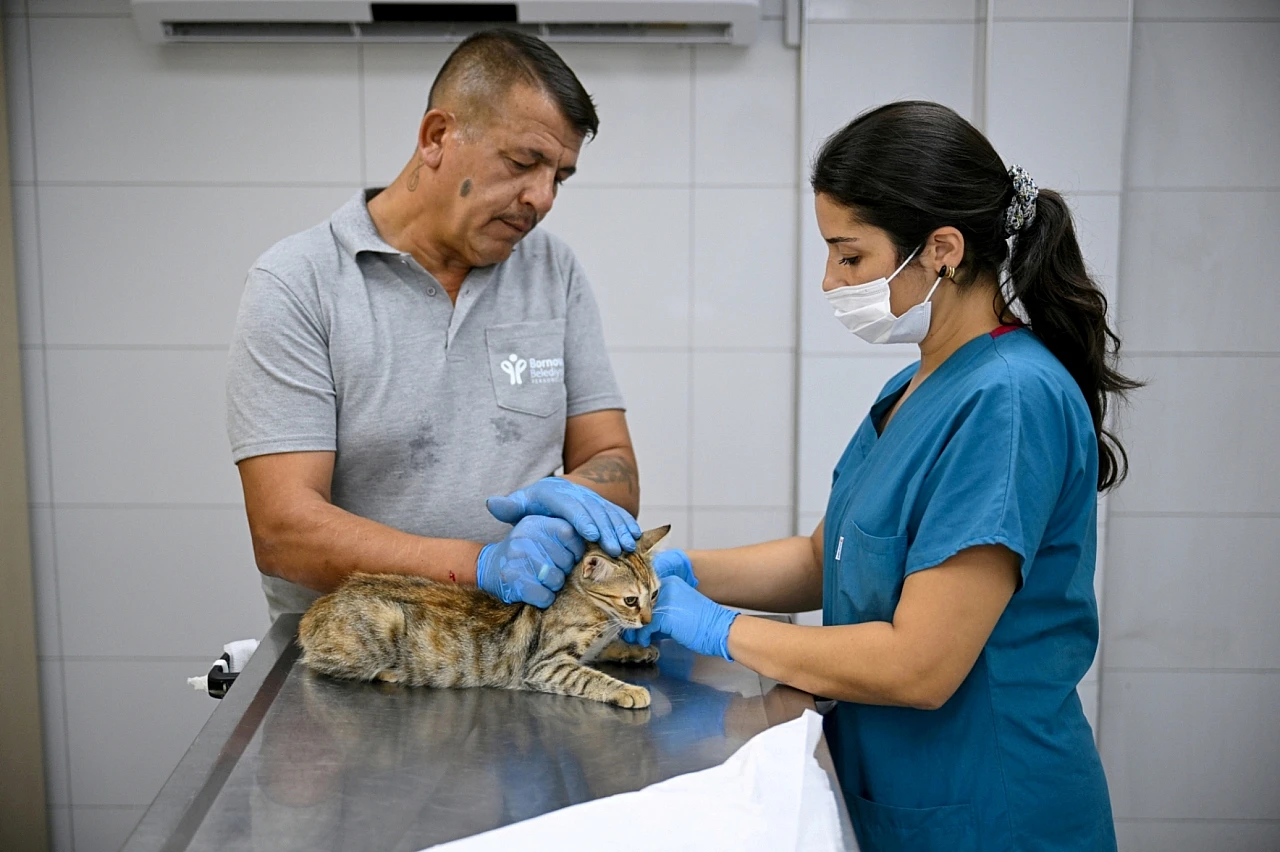 Eros kedi kliniği Bornova'da can dostlara umut oldu: 4 ayda 1901 kedi kısırlaştırıldı