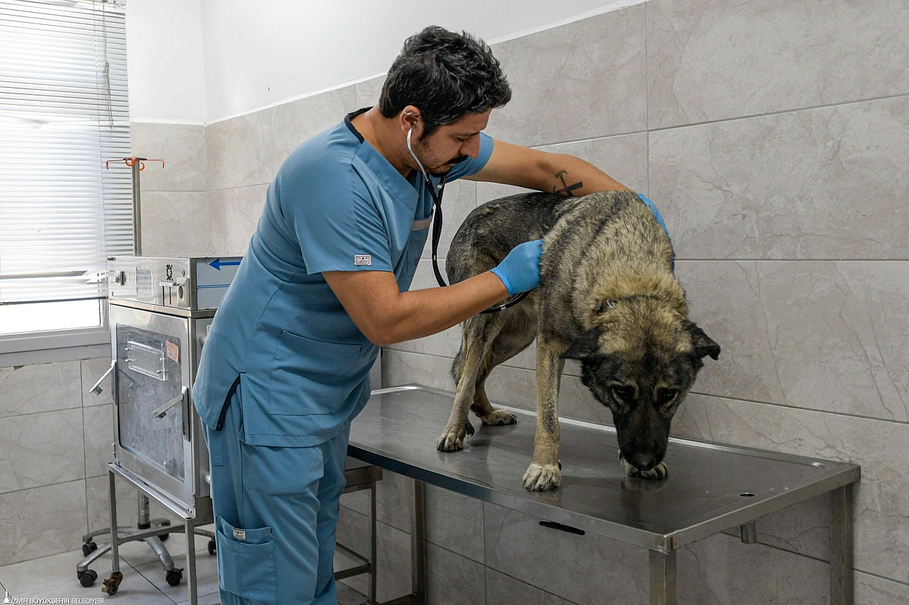 İzmir Büyükşehir Belediyesi, Menemen yangınından kurtarılan hayvanlara sahip çıktı