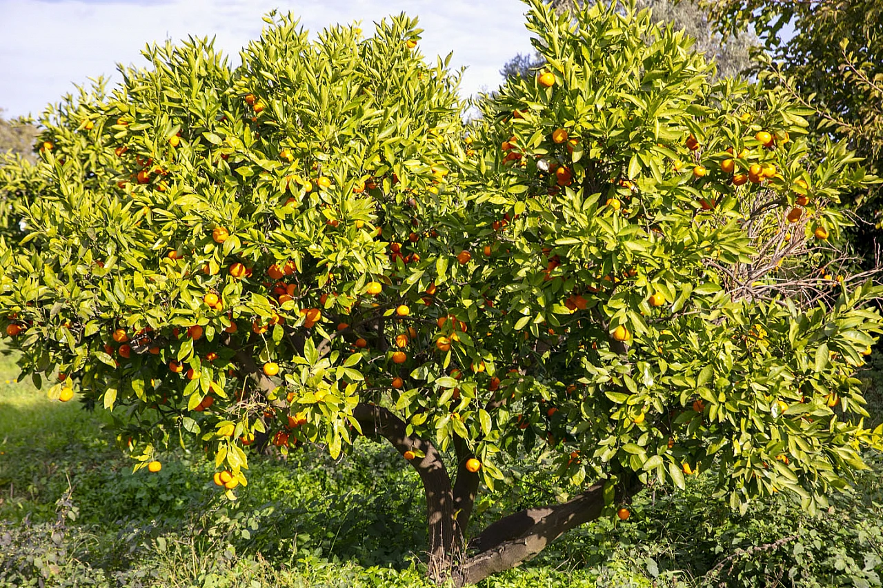 Çiftçinin mandalinası dalında kaldı, belediye topladı halka ücretsiz dağıttı
