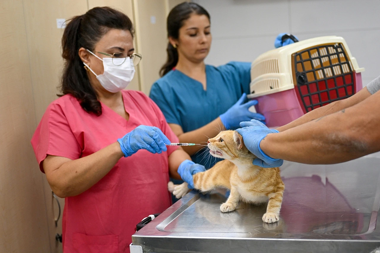 Eros kedi kliniği Bornova'da can dostlara umut oldu: 4 ayda 1901 kedi kısırlaştırıldı