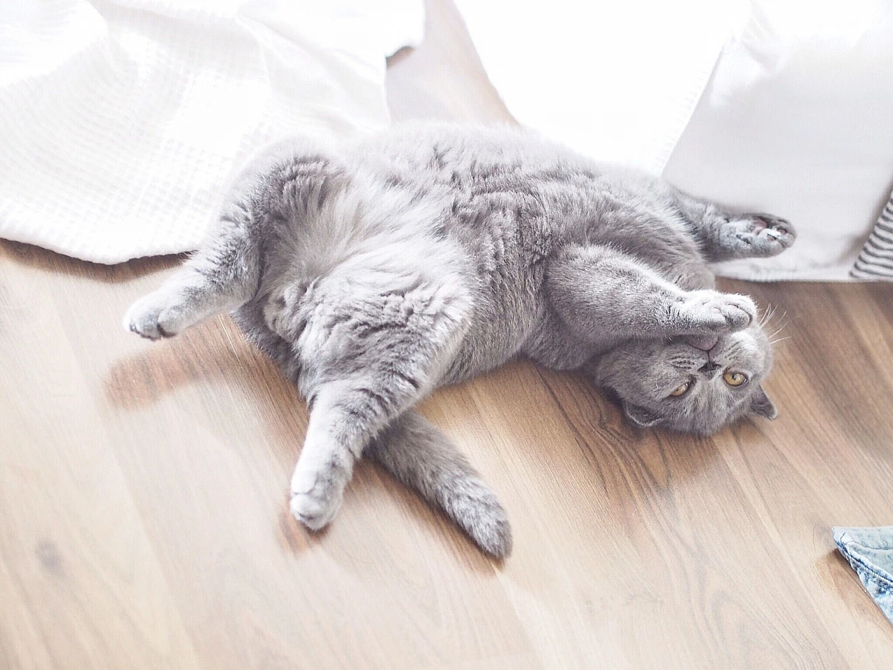 Kediniz sizinle konuşuyor: Beden diliyle size ne anlatmak istiyor?