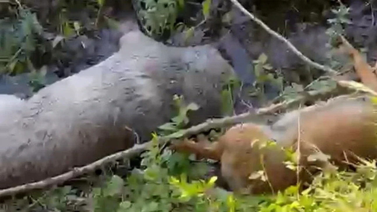 Belevi'de vahşet: 15 hayvan zehirlenerek öldürüldü!