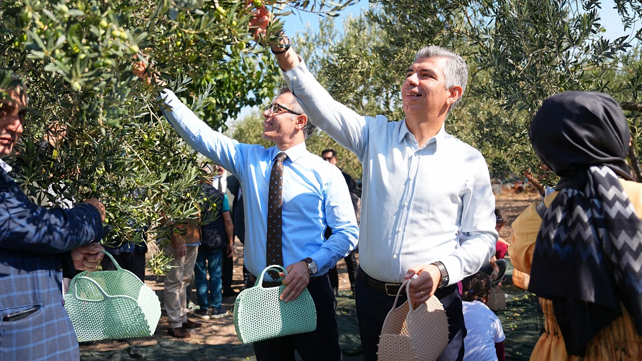 Soma'da zeytin hasadı şenliği renkli görüntülere sahne oldu