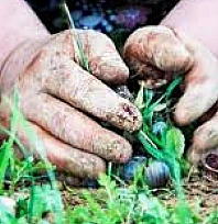 Bornova'da zeytin üzerine mitoloji ve tadım etkinliği düzenlendi