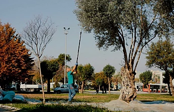 Balçova Belediyesi'nden kente bereket katan örnek zeytin hasadı çalışması