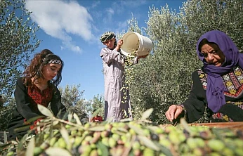 Buca'da zeytin hasadı başladı