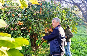 Çiftçinin mandalinası dalında kaldı, belediye topladı halka ücretsiz dağıttı