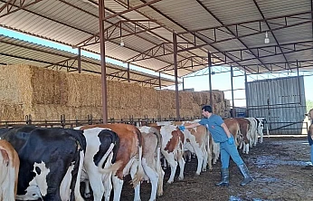 Küçük Menderes havzasında şap hastalığı vakaları artıyor