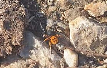 Ödemiş Bozdağ'da nadir 'Uğur Böceği Örümceği' gözlendi