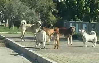 Yenikent sitesinde başıboş köpek korkusu artıyor: Vatandaşlar çözüm bekliyor