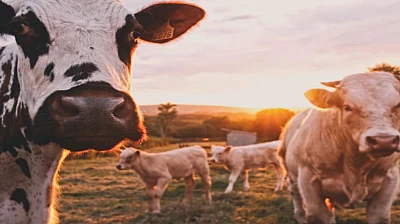 Ankara'dan sonra Bolu'da da görüldü: Deli dana alarmı!