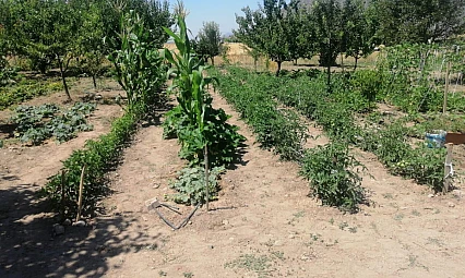 Efes Selçuk Belediyesi yerel tohumları üreticilerle buluşturmaya devam ediyor