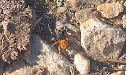 Ödemiş Bozdağ'da nadir 'Uğur Böceği Örümceği' gözlendi