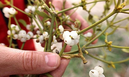 Ökse otu horlamayı kesiyor! Uyku kalitesini artıran mucize bitki