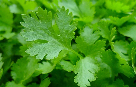 Maydanoz Neye İyi Gelir?