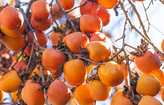 Trabzon Hurması Neye İyi Gelir?
