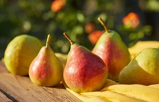 Türkiye'den Almanya'ya gönderilen armutlarda tehlikeli pestisit çıktı