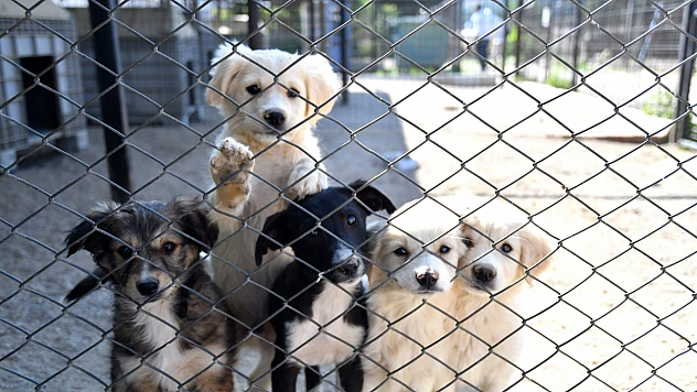 250 Kedi ve Köpek Sahiplendirildi