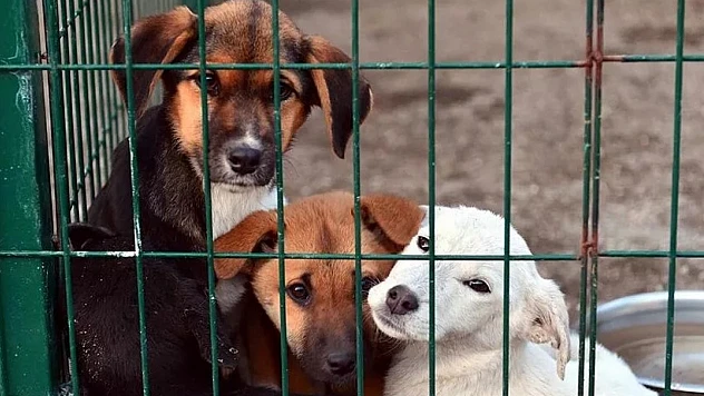 Bakanlıktan valiliklere uyarı: Sahipsiz köpek başına 71 bin TL ceza