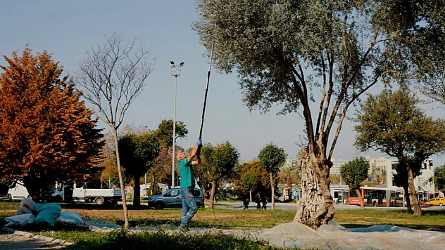 Balçova Belediyesi'nden kente bereket katan örnek zeytin hasadı çalışması