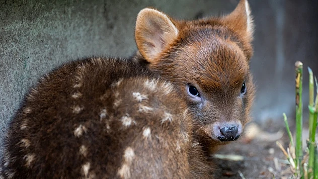 Dünyanın en küçük geyik türü: Pudu