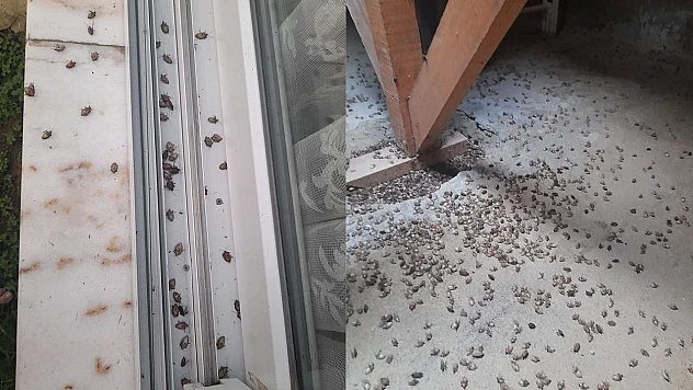 Fındıktan sonra evleri de istila ettiler: Kahverengi kokarca alarmı