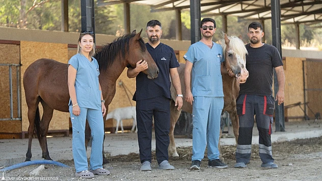 İzmir Büyükşehir Belediyesi, at ve eşekleri sahiplendiriyor