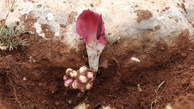 Karaman yılanpancarı bilim dünyasına tanıtıldı