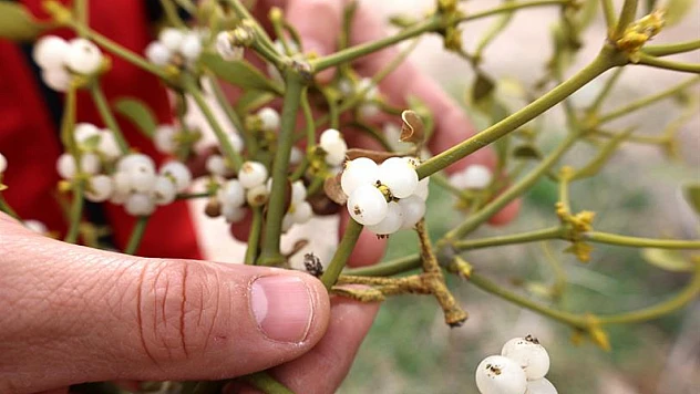 Ökse otu horlamayı kesiyor! Uyku kalitesini artıran mucize bitki