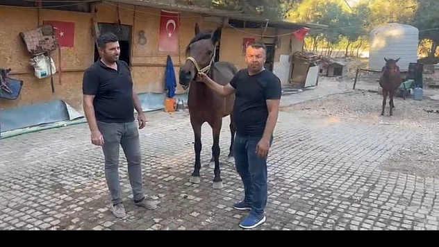 Sahipsiz binek hayvanları güvenli yuvaya kavuşuyor