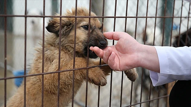 Yangından kurtarılan köpeklere Ödemiş'te güvenli yuva