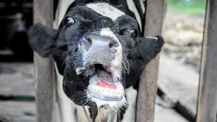 11 Mahalle karantinaya alındı