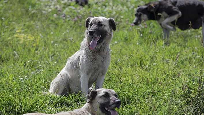 26 küçükbaş hayvan köpekler tarafından telef edildi!