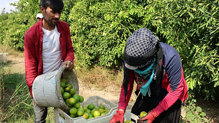 Adana'da Çiftçiler Endişeli: 'Suriyeliler Giderse Yanarız'
