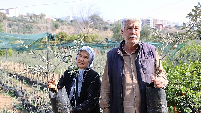 Ata tohumuyla yetiştirilen zeytinler tehlikede