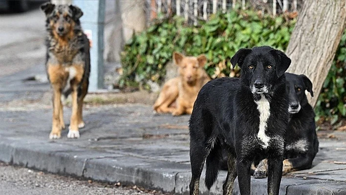 Bakanlıktan net uyarı: Sahipsiz köpekler için belediyelere 71 bin TL ceza!