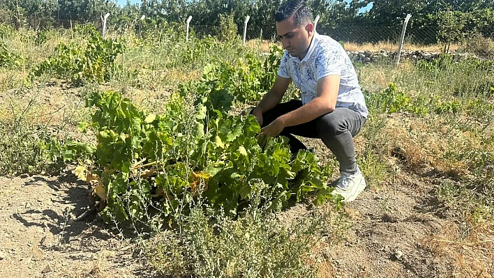 Bayındır'da üzüm bağlarında rekolte tespiti devam ediyor