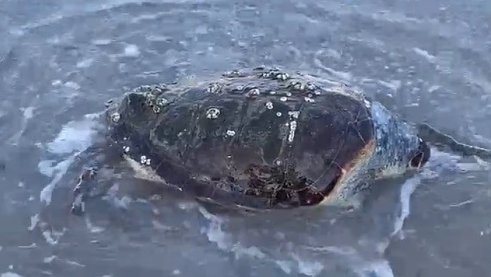 Bodrum'da ölü caretta caretta bulundu