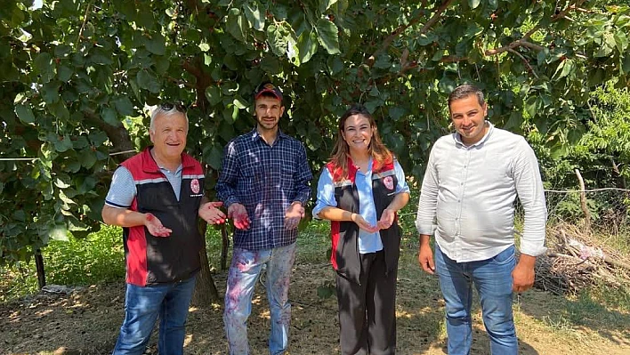Cambazlı'da ekşi karadut hasadı devam ediyor