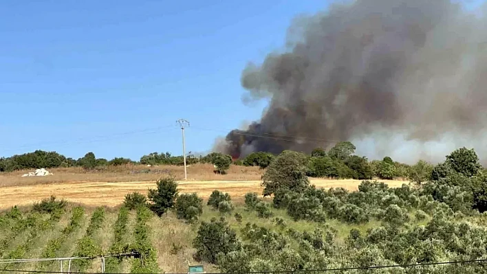 Çanakkale Dardanos'ta orman yangını: Ekipler seferber edildi