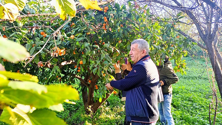Çiftçinin mandalinası dalında kaldı, belediye topladı halka ücretsiz dağıttı